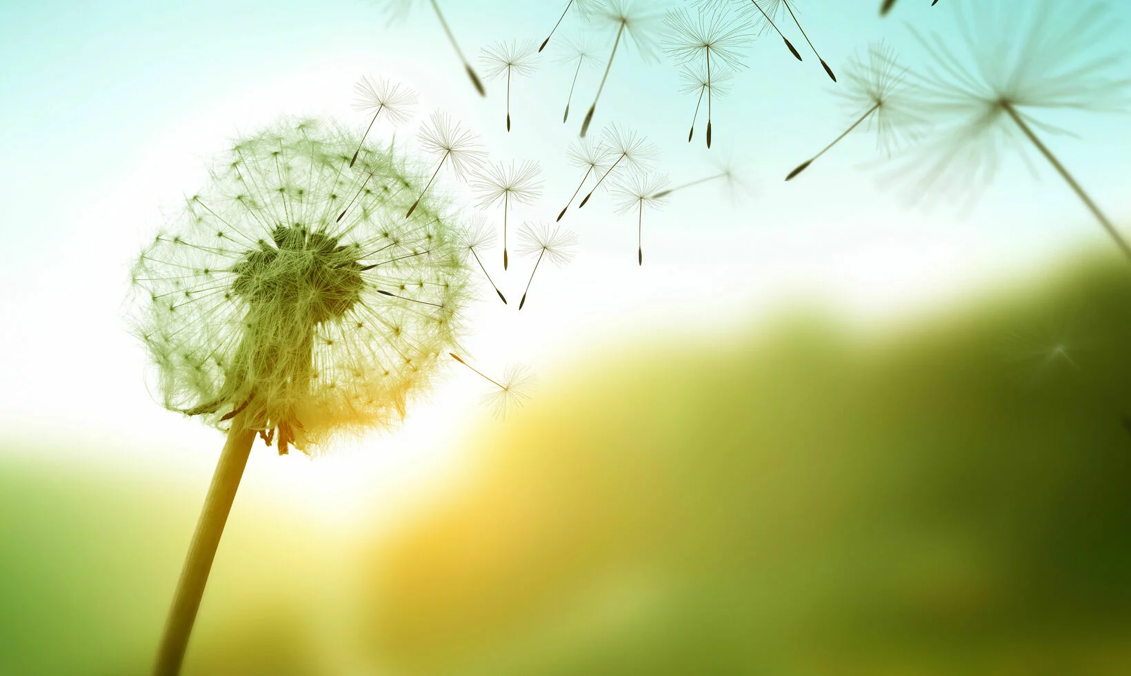 Dandelion mit fliegenden Samen vor blauen Himmel und leichtem Hintergrund, einige Samen sind bereits in Bewegung, während andere noch am Ballon befestigt sind.