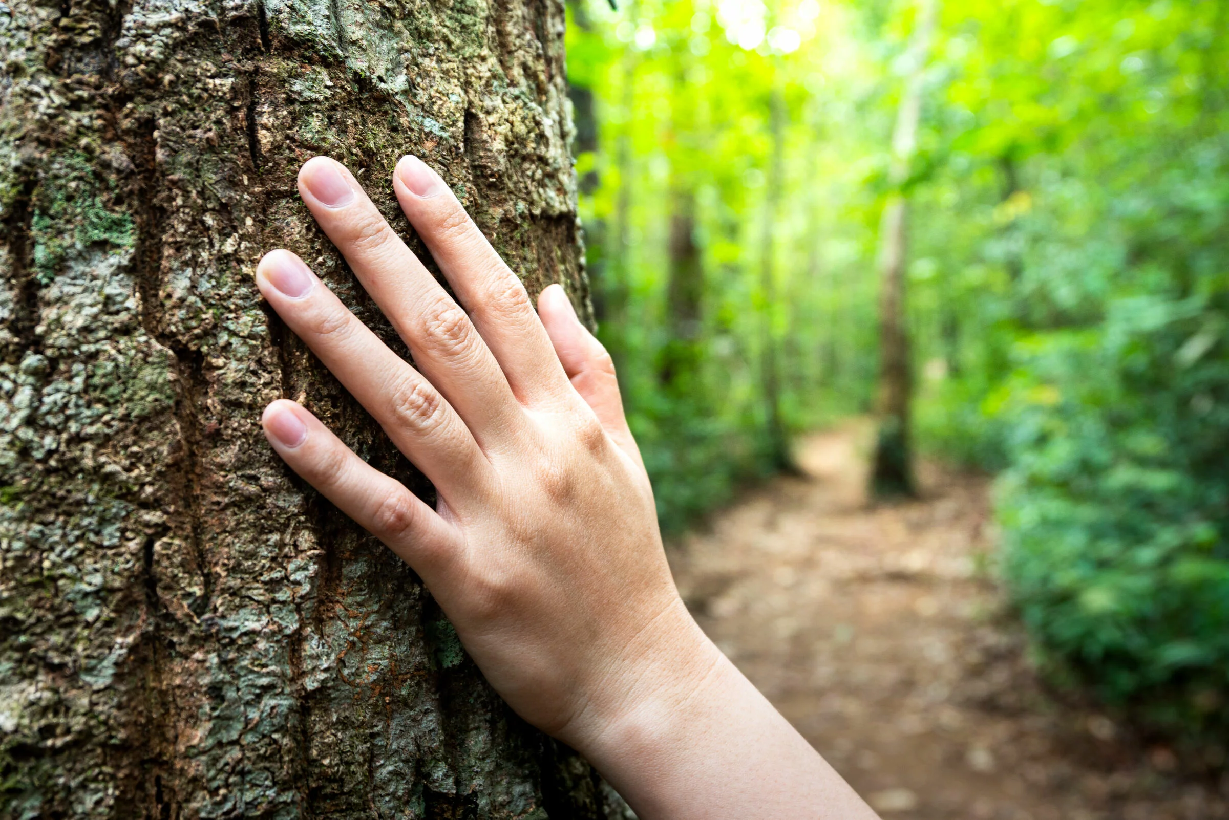 Hand auf einem Baumstamm im Wald – Symbol für die Baumbestattung