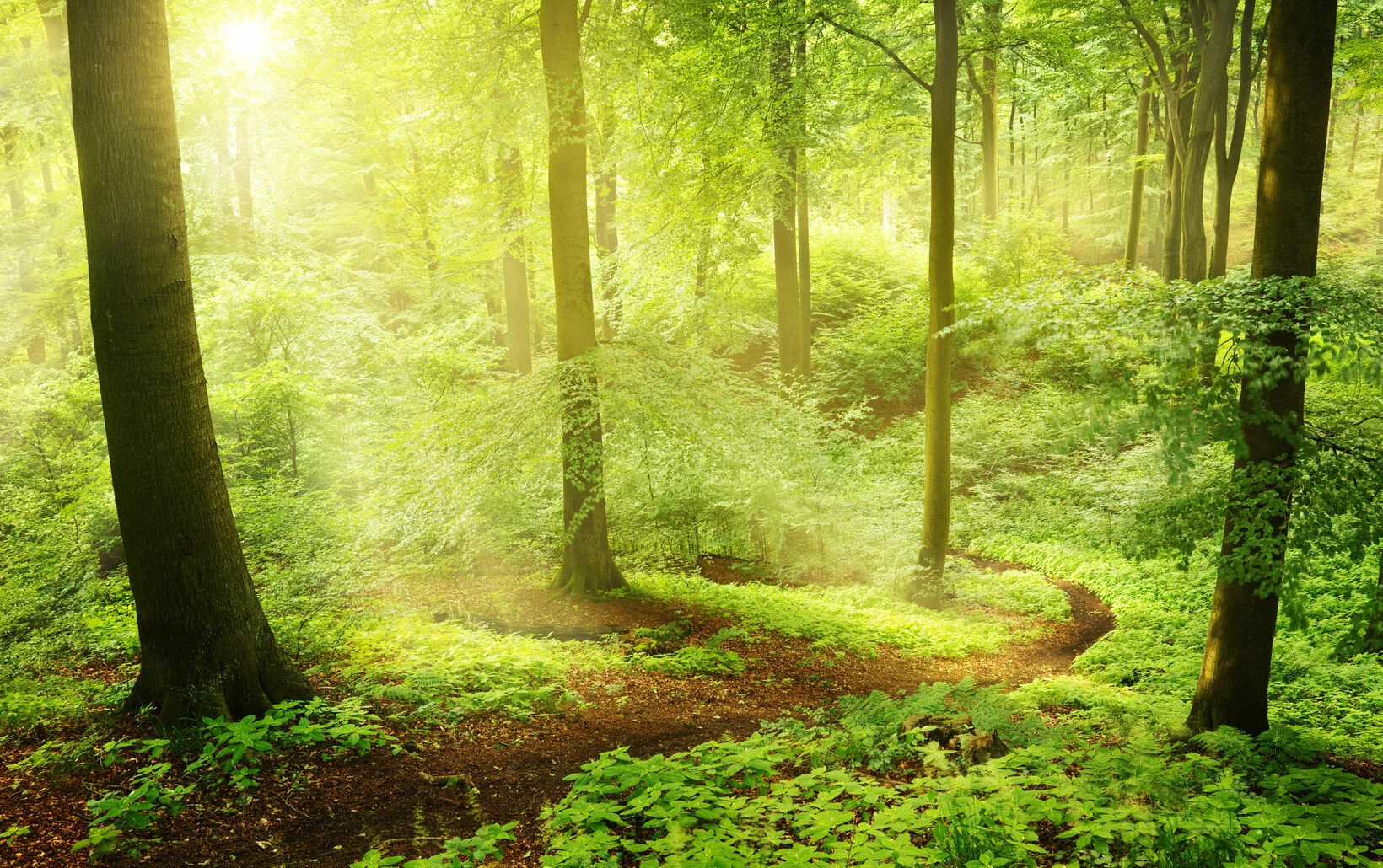 Sonnenstrahl bricht durch Baumgruppe – Symbol für die Baumbestattung im Wald